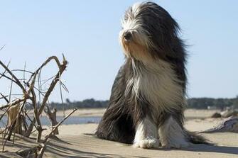 Wallpaper Friend The Dog Beach