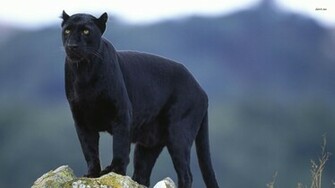Panther Wallpaper