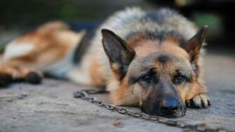 German Shepherd Dog HD Wallpaper Desktop