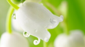Lily Of The Valley Flower Flowers