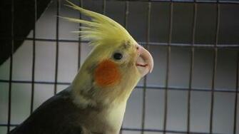 Cockatiel Wallpaper Background