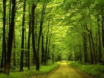 Forest Desktop Wallpaper HD Background
