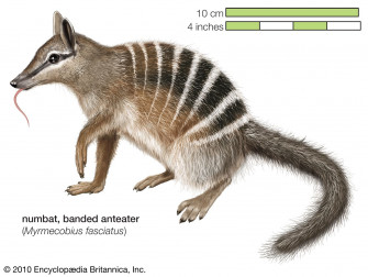 Numbat Wallpaper