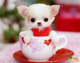 Cute Puppy Names HD Wallpaper