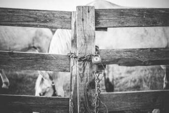 HD Wallpaper Black And White Locked Fence Close Up Animals Bw