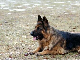 German Shepherd Wallpaper Fun Animals Wiki Videos Pictures