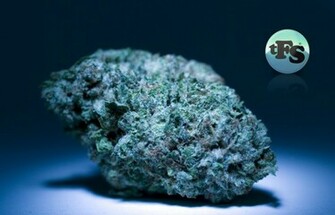 Xmas Kush HD Weed Wallpaper