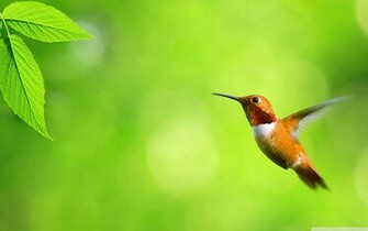Humming Bird Computer Wallpaper Desktop Background Id