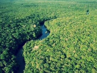 Amazon Rainforest Wallpaper