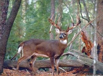 Monster Whitetail Deer Buck Wallpaper Imgkid