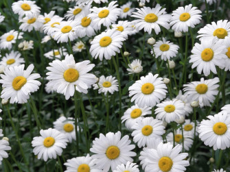 Beautiful White Daisy Flowers Wallpaper