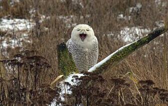 Snowy Owl Beautiful HD Pictures All Wallpaper