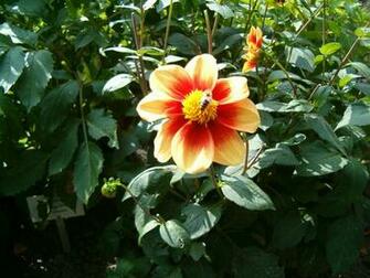 Fabulous Dahlia HD Wallpaper Flowers