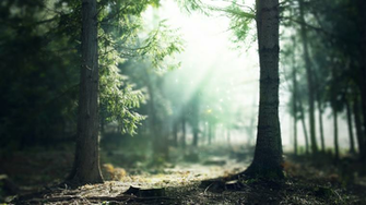 Enchanted Forest Background