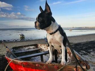Boston Terrier Wallpaper 46i42lf 4usky