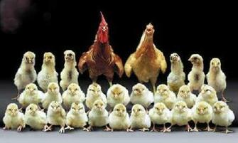 Funny Pictures Hen And Cock With His Family Chickens Wallpaper