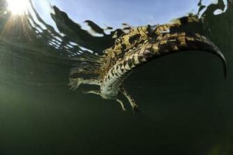 Animal Planet Wallpaper