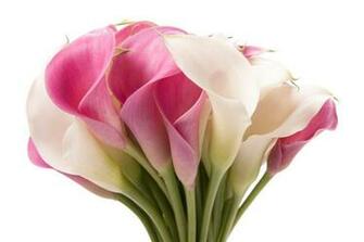 Calla Lily Desktop Wallpaper High Quality