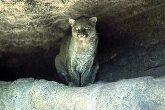 Jaguarundi Wallpaper And Background Animals Town