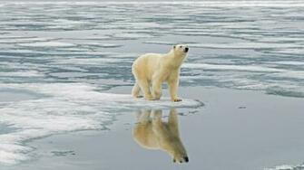 Polar Bear HD Wallpaper For Desktop Pictures Most