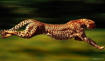 3d Running Wallpaper Desktop In HD