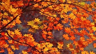 Fall Leaves Wallpaper