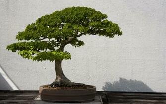 Bonsai Wallpaper For