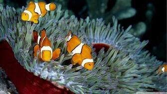 Pics Photos Clown Fish Wallpaper