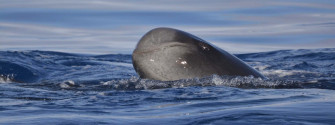 Pilot Whale Surfacingat Sea Wallpaper