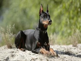 The Doberman Dog Desktop Wallpaper Pictures Online