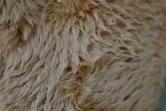 HD Fur Wallpaper