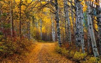 Aspen Trees Wallpaper