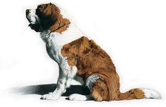 St Bernard Computer Wallpaper Desktop Background