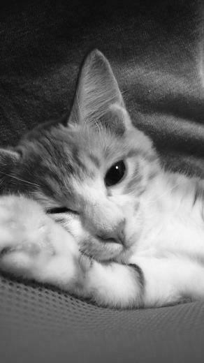Cute Lazy Cat Animal Dark iPhone Se Wallpaper