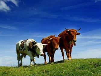 Pics Photos Animals Wallpeprs Coach Wallpaper