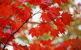 Autumn Trees Wallpaper And Beautiful