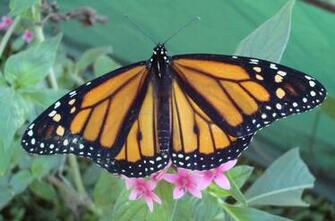 Monarch Butterfly Background Wallpaper Hivewallpaper