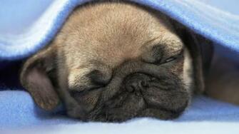 Pug Desktop Wallpaper The Dog Best