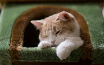 Best Cat Wallpaper High Definition Quality