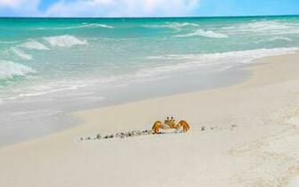 Beach White Sand Background High Definition