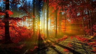 Beautiful Nature Wallpaper For Desktop With Autumn Forest Picture In