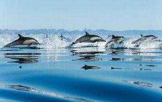 HD Wallpaper Animal Windows