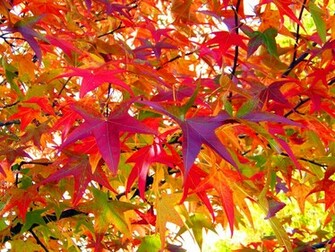 Autumn Leaves By David Wagner