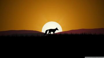 Fox Sunset Ultra HD Desktop Background Wallpaper For 4k UHD Tv