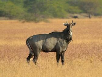 Pics Photos Blue Bulls 3d Wallpaper Funny Pictures