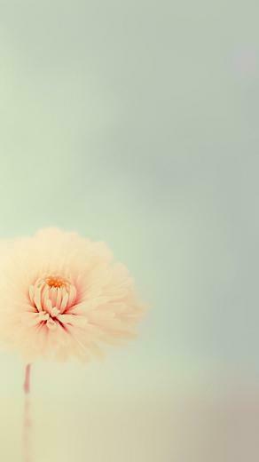 For Your Lg G4 HD Flowers Wallpaper