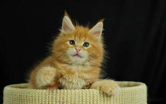 Maine Coon Cats Desktop Wallpaper X Photos Of