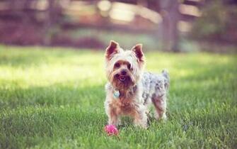 HD Yorkshire Terrier Dog Wallpaper HDwallsource