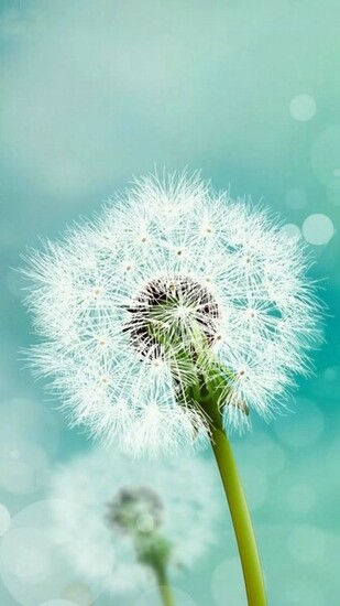 Dandelion Flower Samsung HD Wallpaper