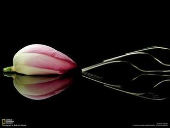 National Geographic Wallpaper Flowers Weddingdressin